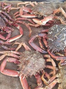 Maisons de vacances AN GOVEL : photos des chambres