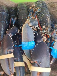 Maisons de vacances AN GOVEL : photos des chambres