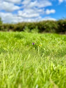 The Hut at Blackberry Barn