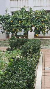 Apartamento Menina San Pedro