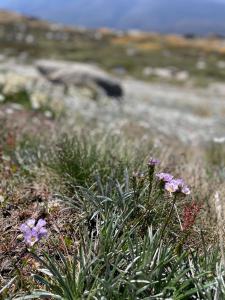 Walk to Slopes & Village, Stylish 2BR Thredbo Chalet with Garage