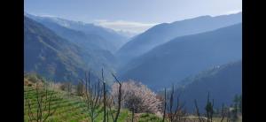 Chi Soulstone HomeStay