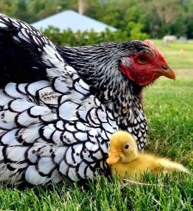 Fig Tree Farm B&B Highvale-Farmstay near Brisbane!