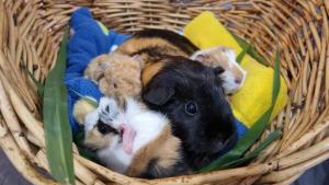 Fig Tree Farm B&B Highvale-Farmstay near Brisbane!