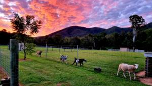 Fig Tree Farm B&B Highvale-Farmstay near Brisbane!