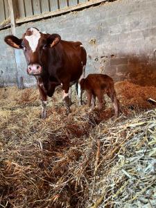 Maisons de vacances Gite familial a la ferme des Hellandes : photos des chambres