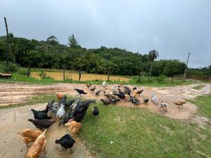 Casa de Sítio com Lago para pesca - Descanso e Lazer
