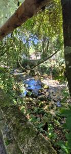 Glamping Macacu