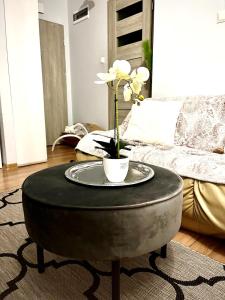 Studio Zielony Ryneczek