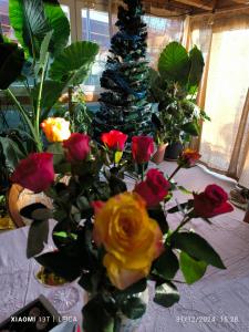 Le piante di casa SaMar