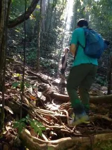 Rainforest River Edge - Weliwe