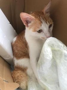 Richfield House with Private Pool for Pet Lovers