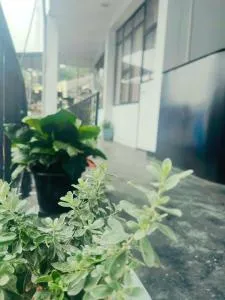 Night manner hostel - Елла