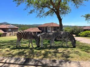 Wild Antelope on your doorstep!