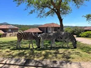 Wild Antelope on your doorstep! - Kaapsehoop