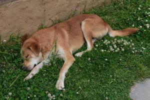 Whispering Pines Cottages Cabin by Bastiat Stays