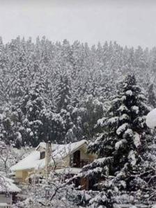 Μονοκατοικία μέσα στα έλατα