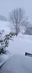 Appartements Le Petit Sapin : photos des chambres