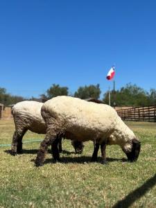 Cabaña Retiro del Elqui 4 personas