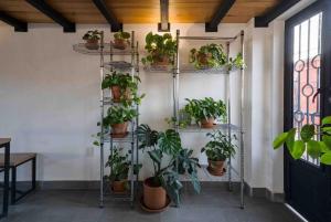 Casa de las Gatas Salvatierra