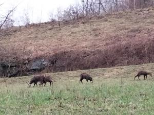 BAITA Ancienne Bergerie