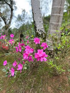 Sítio a 5 min da Villa Germânica