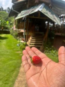 Ella Rock Grun Cottage