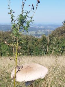 Agroturystyka Pod Gruszą