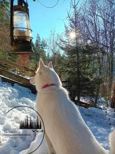 Chalets Domaine les lodges nature ,private wellness : photos des chambres