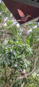 Villa Los Colibrí 11