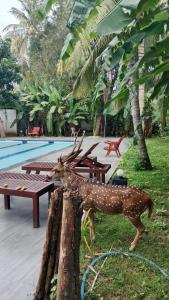 Pearl City Hotel & Yala Safari