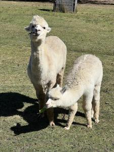 Two bedrooms Escape to Countryside Retreat