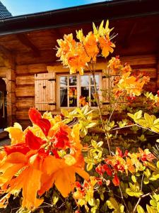 Sękata Chata - drewniany domek z jacuzzi