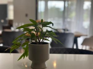 Ester house Sabaneta