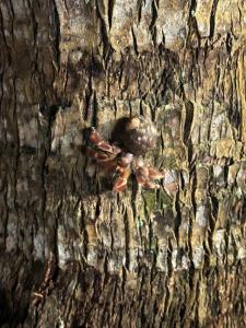 Cabañas Playa Cedros