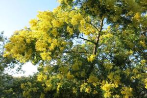 Villas Villa Monte Cassino : photos des chambres