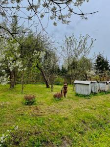Świerkowe Ranczo Raciszewo