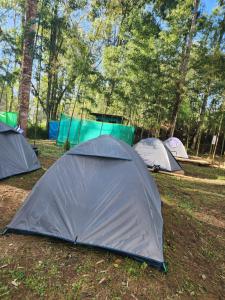 SafarnamaStays Ziro Music Festival Camping