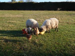 Sejours a la campagne Farmhouse in an amazing private park : photos des chambres