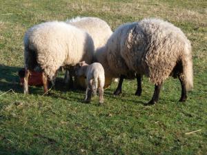 Sejours a la campagne Farmhouse in an amazing private park : photos des chambres