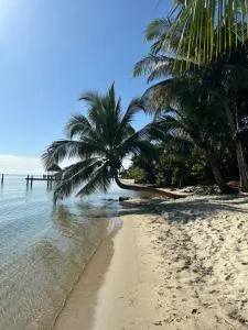 Palm & Pelican - Maya Beach