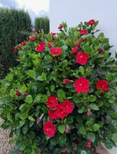 Casa Rural Camino de los molinos y su establo