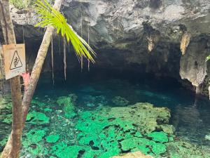 Welcome to Casa Del Arbol!