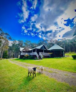The Hidden Forest Retreat