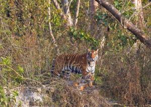 Hotel Garden of Dreams