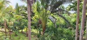 Maison éco-lodge larbre du voyageur