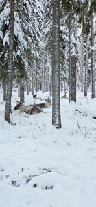 Peacfull cottage in middle of forest