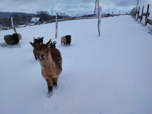 Apartmán na statku Červený Kostelec
