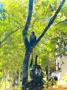 Glampyn amazonic colibri