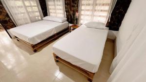 Glampyn amazonic colibri